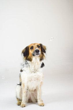 Fotoğraf stüdyosundaki beyaz renkli köpek fotoğrafı. Köpekle fotoğraf stüdyosunda beyaz arka plan.