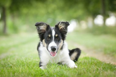 Doğadaki köpeğin bahar portresi. Doğası gereği çok sevimli. Çok güzel bir yüzü var.