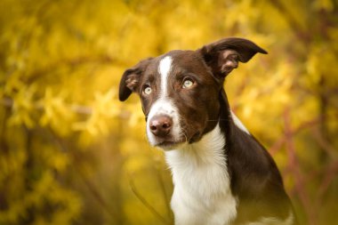 Mutlu Sınır Collie köpekleri bahar otlaklarında çiçek açan arka planda oturuyor. Collie Sınırı yeşil çimlerde oturuyor. Yumuşak, pembemsi bir arka planda.. 