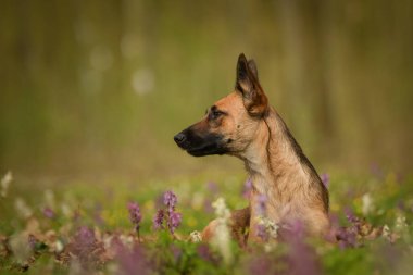 Doğadaki köpeğin bahar portresi. Doğası gereği çok sevimli. Çok güzel bir yüzü var.