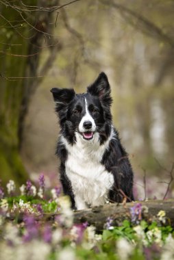 Doğadaki köpeğin bahar portresi. Doğası gereği çok sevimli. Çok güzel bir yüzü var.