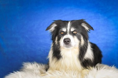 Collie 'nin Mavi Arkaplana Karşı Sakin Sınır Pozisyonu. İyi bakımlı siyah beyaz bir Border Collie, buruşuk beyaz bir çarşafın üzerine yerleştirilmiş yumuşak beyaz bir kürk battaniyesinin üzerinde yatıyor. Köpek sakince bakar.