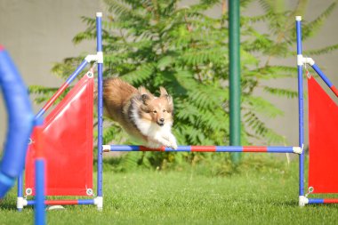 Köpek engellerin üzerinden atlıyor. Czech çeviklik yarışmasında harika bir gün..