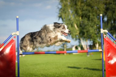 Köpek engellerin üzerinden atlıyor. Czech çeviklik yarışmasında harika bir gün..