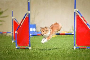 Köpek engellerin üzerinden atlıyor. Czech çeviklik yarışmasında harika bir gün..