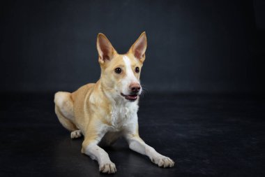 Fotoğraf stüdyosundaki siyah renkli köpeğin fotoğrafı. Köpek ile fotoğraf stüdyosunda siyah arkaplan.