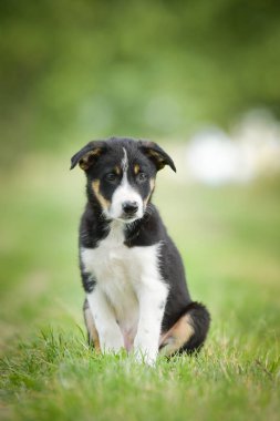 Doğadaki köpeğin bahar portresi. Doğası gereği çok sevimli. Çok güzel bir yüzü var.