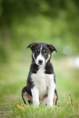 Doğadaki köpeğin bahar portresi. Doğası gereği çok sevimli. Çok güzel bir yüzü var.