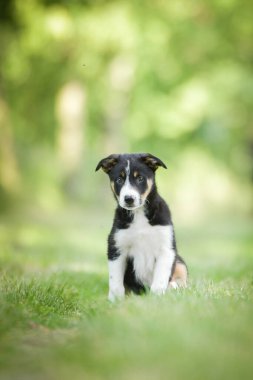 Doğadaki köpeğin bahar portresi. Doğası gereği çok sevimli. Çok güzel bir yüzü var.