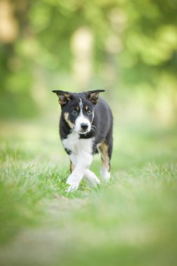 Doğadaki köpeğin bahar portresi. Doğası gereği çok sevimli. Çok güzel bir yüzü var.