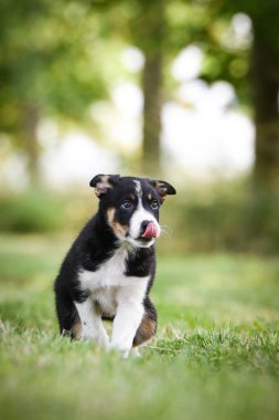 Doğadaki köpeğin bahar portresi. Doğası gereği çok sevimli. Çok güzel bir yüzü var.