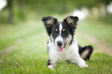 Doğadaki köpeğin bahar portresi. Doğası gereği çok sevimli. Çok güzel bir yüzü var.