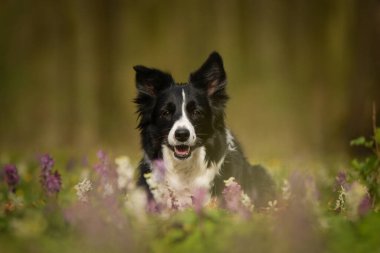 Doğadaki köpeğin bahar portresi. Doğası gereği çok sevimli. Çok güzel bir yüzü var.