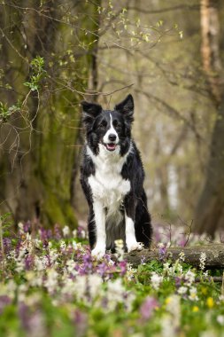 Doğadaki köpeğin bahar portresi. Doğası gereği çok sevimli. Çok güzel bir yüzü var.