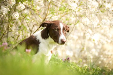 Doğadaki köpeğin bahar portresi. Doğası gereği çok sevimli. Çok güzel bir yüzü var.