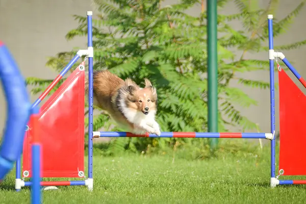 Köpek engellerin üzerinden atlıyor. Czech çeviklik yarışmasında harika bir gün..
