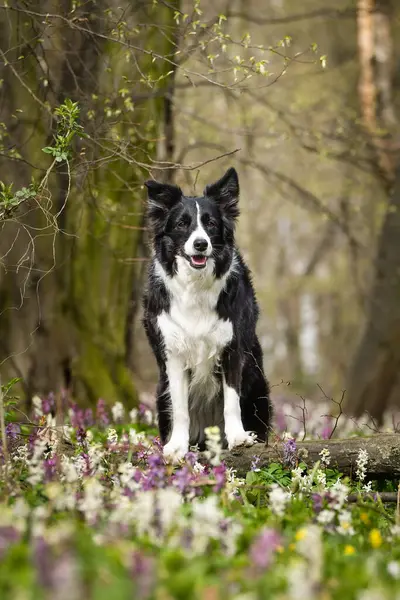 Doğadaki köpeğin bahar portresi. Doğası gereği çok sevimli. Çok güzel bir yüzü var.