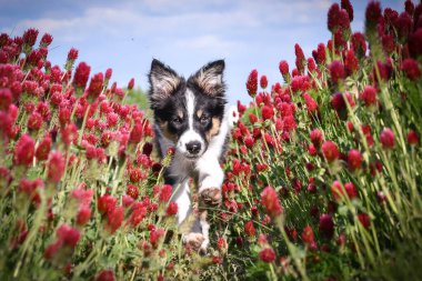Playful Border Collie puppy running through a vibrant field of red clover flowers on a sunny spring day.