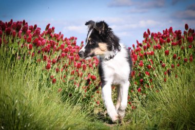 Playful Border Collie puppy running through a vibrant field of red clover flowers on a sunny spring day.