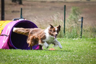Eğitim ya da yarışma sırasında renkli bir çeviklik tünelinde koşan bir köpek. Köpek sporu ve açık hava egzersizine katılan aktif bir hayvan..