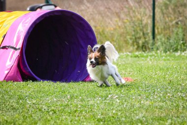 Eğitim ya da yarışma sırasında renkli bir çeviklik tünelinde koşan bir köpek. Köpek sporu ve açık hava egzersizine katılan aktif bir hayvan..