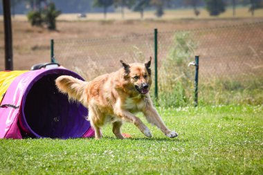 Eğitim ya da yarışma sırasında renkli bir çeviklik tünelinde koşan bir köpek. Köpek sporu ve açık hava egzersizine katılan aktif bir hayvan..