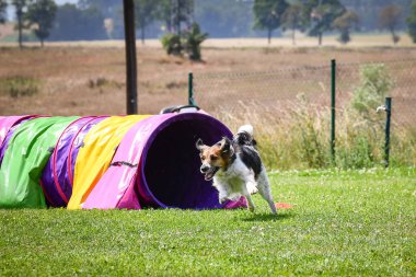 Eğitim ya da yarışma sırasında renkli bir çeviklik tünelinde koşan bir köpek. Köpek sporu ve açık hava egzersizine katılan aktif bir hayvan..