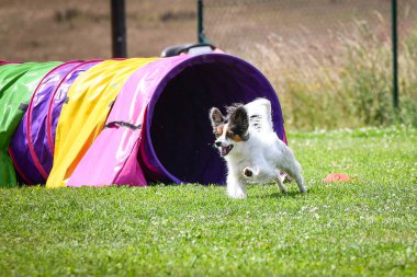 Eğitim ya da yarışma sırasında renkli bir çeviklik tünelinde koşan bir köpek. Köpek sporu ve açık hava egzersizine katılan aktif bir hayvan..