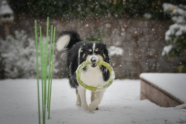 Siyah ve beyaz Border Collie kış zamanı ağzında yeşil bir oyuncak yüzükle karda koşuyor..