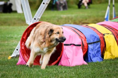 Eğitim ya da yarışma sırasında renkli bir çeviklik tünelinde koşan bir köpek. Köpek sporu ve açık hava egzersizine katılan aktif bir hayvan..