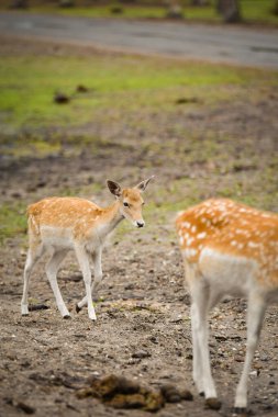 Toprağın üstünde duran beyaz benekli genç, nadasa ermiş geyik..