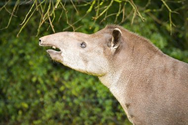 Güney Amerika tapiri ağaç dallarına uzanıyor, yan profil.
