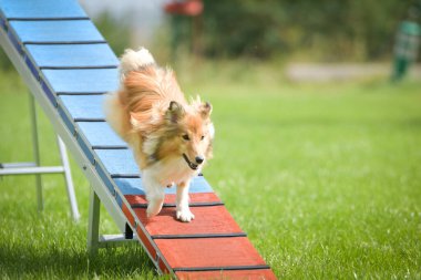 Köpek çeviklik dengesi demetinde koşuyor. Çeviklik konusunda inanılmaz bir köpek..