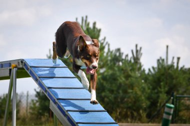 Köpek çeviklik dengesi demetinde koşuyor. Çeviklik konusunda inanılmaz bir köpek..