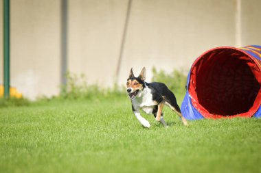 Eğitim ya da yarışma sırasında renkli bir çeviklik tünelinde koşan bir köpek. Köpek sporu ve açık hava egzersizine katılan aktif bir hayvan..