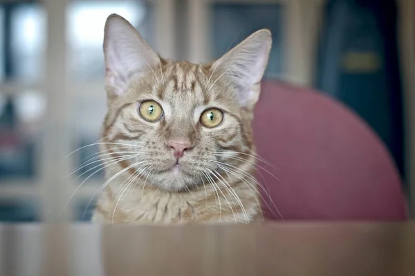 かわいいタビー猫はテーブルのそばに座って カメラに興味を持っています — ストック写真