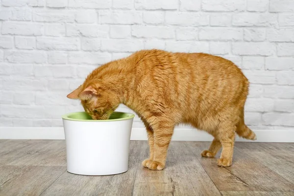 Gato Jengibre Sediento Mirando Curioso Una Fuente Bebida Mascota Vista — Foto de Stock