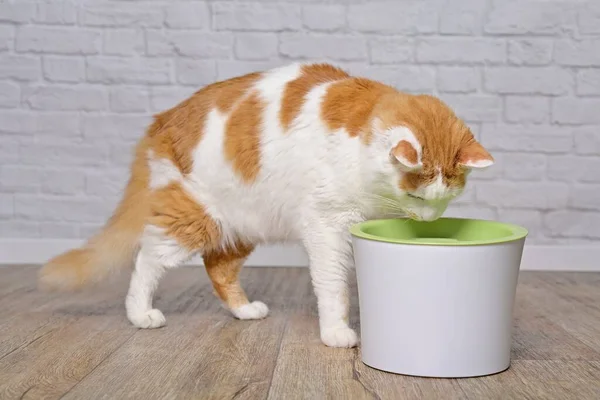 Gato Cabelo Comprido Bonito Água Potável Uma Fonte Bebida Animal — Fotografia de Stock