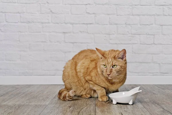 Τζίντζερ Γάτα Δίπλα Ένα Μπολ Τροφίμων Φαίνονται Γκρινιάρης Και Περιμένουν — Φωτογραφία Αρχείου