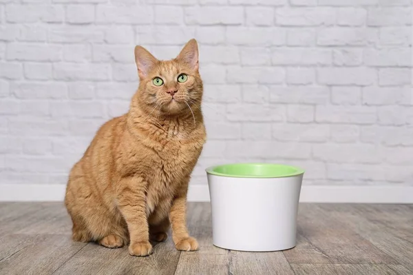 Ginger Cat Lado Una Fuente Bebida Para Mascotas Mirando Cámara — Foto de Stock