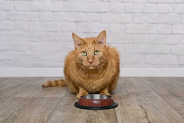 Πεινασμένη Κοκκινομάλλα Γάτα Κάθεται Πίσω Από Ένα Άδειο Μπολ Και — Φωτογραφία Αρχείου