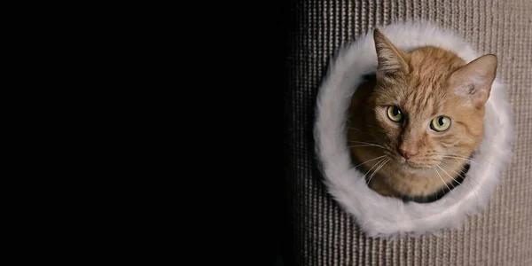 แมวส แดงน กอย ในถ งเกาและมองออกไปอย างสงส ภาพพาโนรามาท าเนา — ภาพถ่ายสต็อก