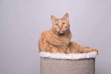 Sevimli kızıl kedi tırmalama direğinde yatıyor ve kameraya meraklı görünüyor..