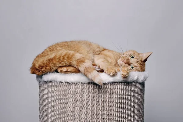 Кумедний Імбирний Кіт Спирається Зручний Дряпаний Ствол Ізольовані Сірому Фоні — стокове фото