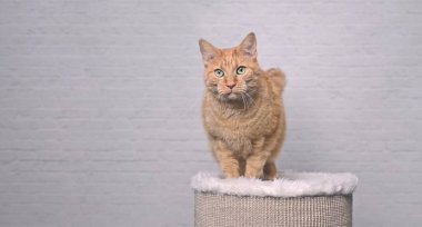 Sevimli kırmızı kedi tırmalama direğinde duruyor ve kameraya meraklı bakıyor. Kopyalama alanı olan panoramik resim.