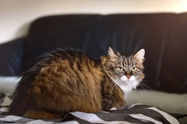 Söta Maine Coon Katt Lägger Sig Bordet Och Tittar Kameran Stockbild
