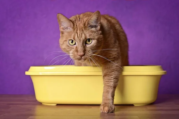 Cute ginger cat going out of a yellow Litter box. horizontal image with selective focus.