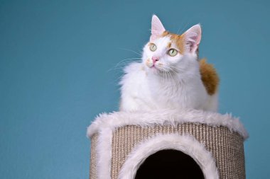 Cute longhair cat lies on the scratching post and looks curious away.
