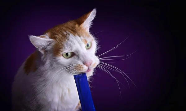 Hand feeding funny longhair cat treat stick on purple background. Horizontal image with copy space.