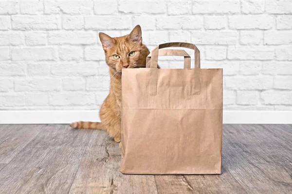 Cute red cat sitting behind a shopping bag and looking curious to the camera.
